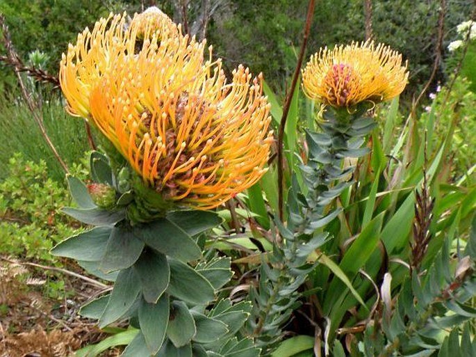 Leucospermum vestitum