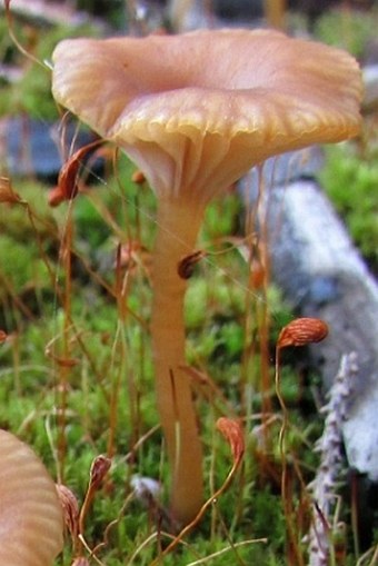 Lichenomphalia umbellifera