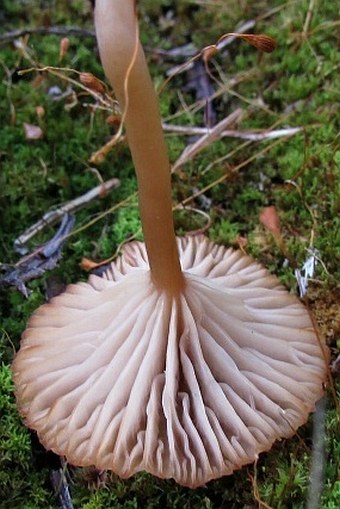 Lichenomphalia umbellifera