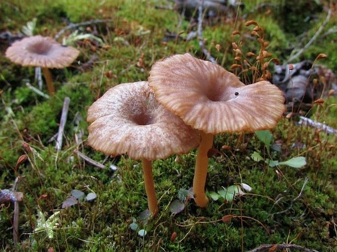 LICHENOMPHALIA UMBELLIFERA (L.) Redhead, Lutzoni, Moncalvo et Vilgalys - kalichovka okoličnatá / kalichovka vrúbkovaná