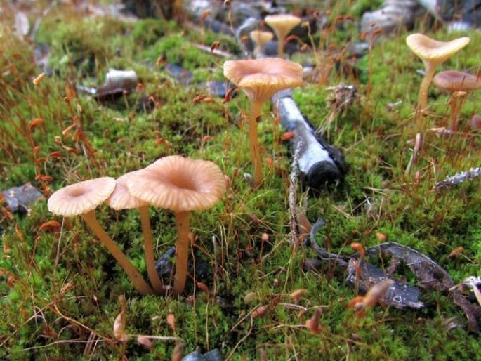 Lichenomphalia umbellifera