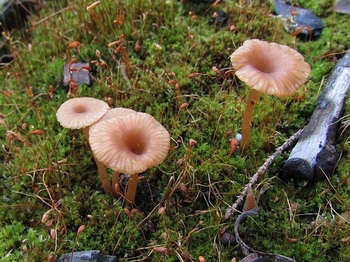 Lichenomphalia umbellifera