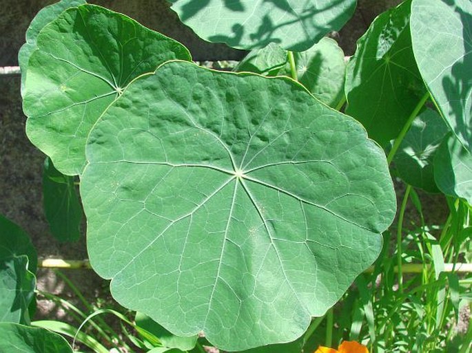 Tropaeolum majus