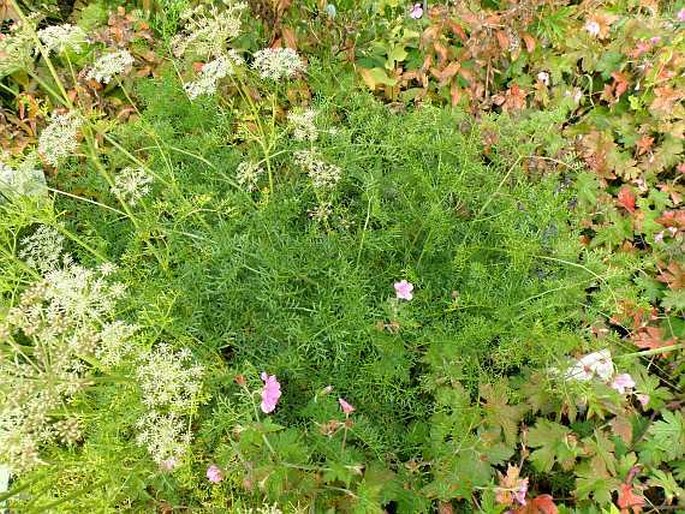 Ligusticum lucidum