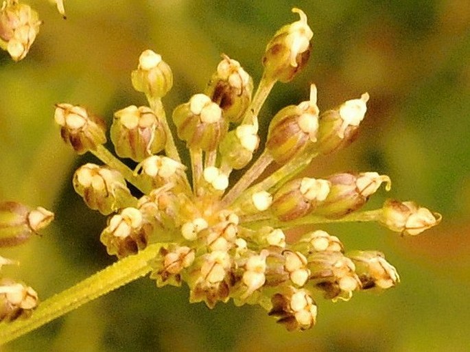 Ligusticum lucidum