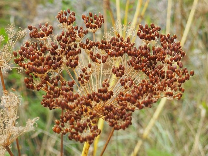 Ligusticum lucidum