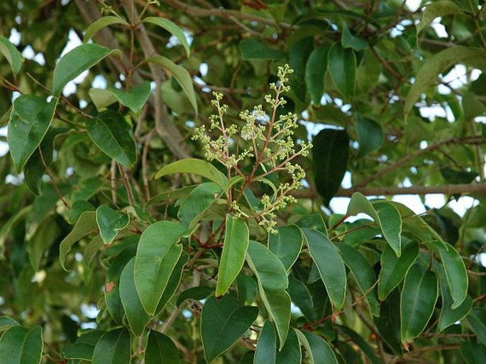 Ligustrum lucidum