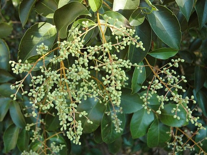 Ligustrum lucidum