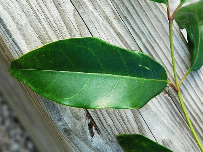 Ligustrum lucidum