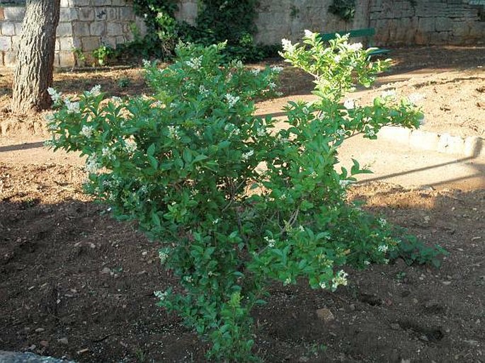 Ligustrum ovalifolium