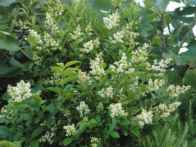 Ligustrum ovalifolium