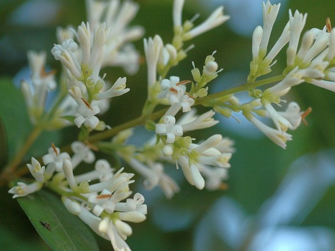 Ligustrum ovalifolium