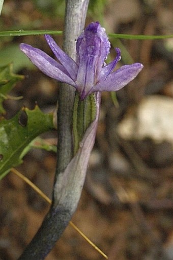 Limodorum trabutianum