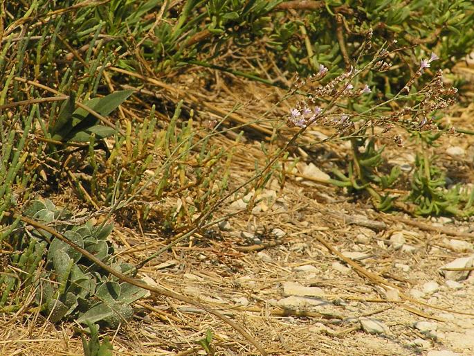 Limonium bellidifolium