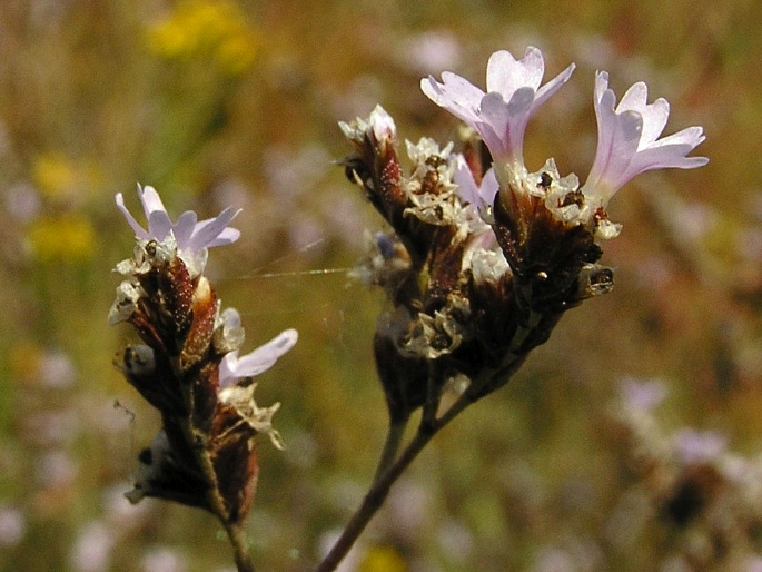 Limonium bellidifolium