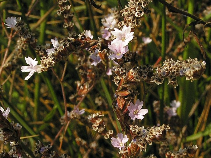 Limonium bellidifolium