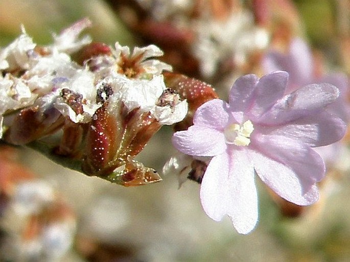 Limonium densissimum