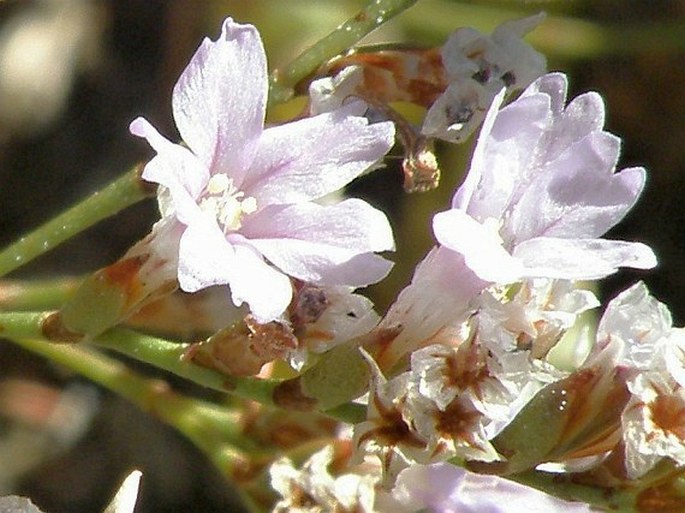 Limonium densissimum