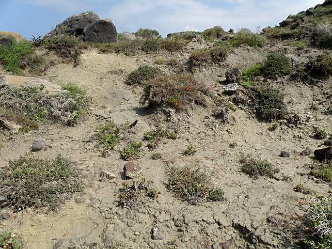 Limonium lausianum