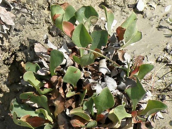 Limonium lausianum