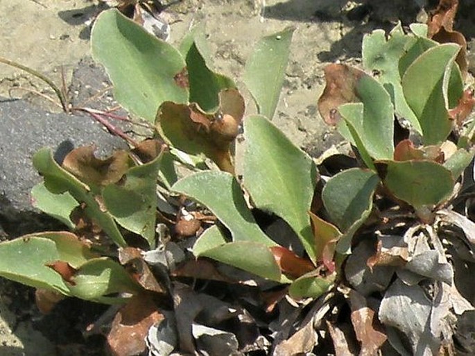 Limonium lausianum