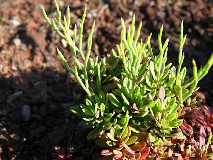 LIMONIUM NYMPHAEUM Erben - limonka