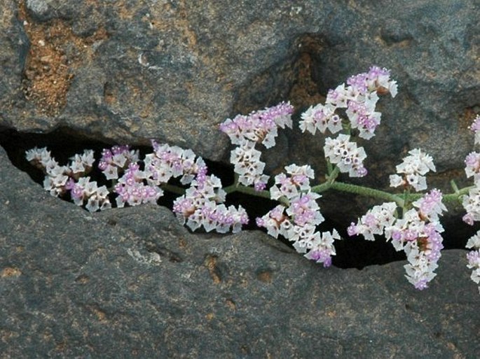 Limonium papillatum