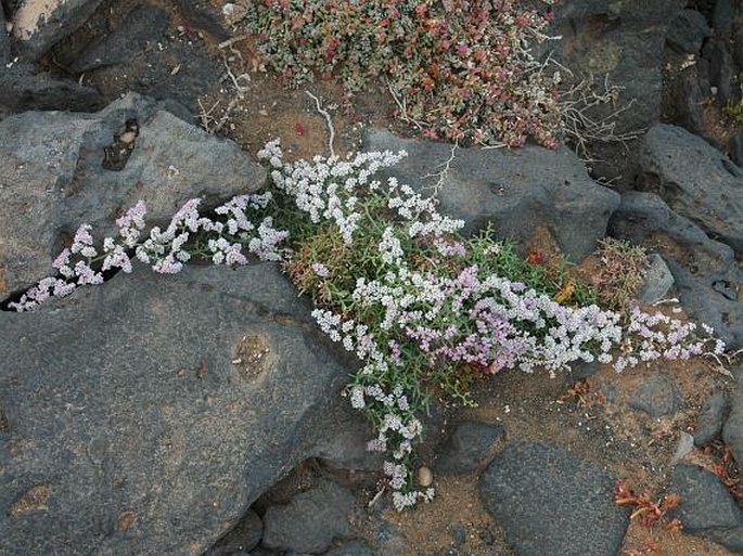 Limonium papillatum