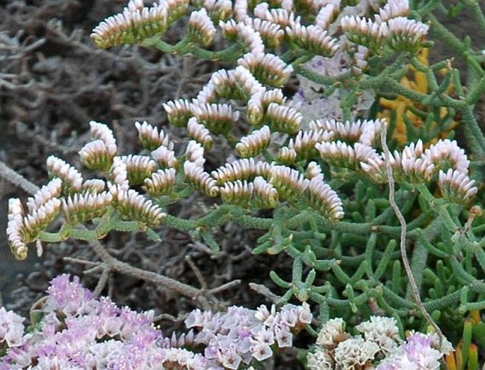 Limonium papillatum