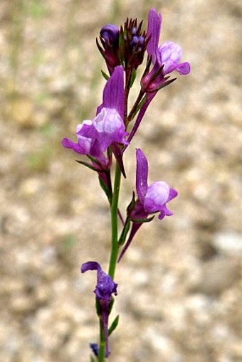 Linaria pelisseriana