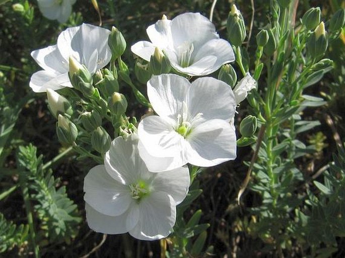 Linum monogynum