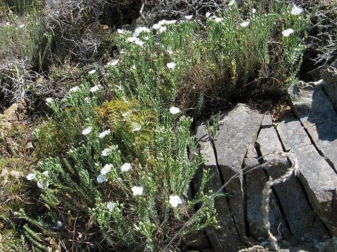 Linum monogynum