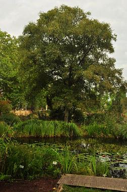 Botanischer Garten der Universität Leipzig