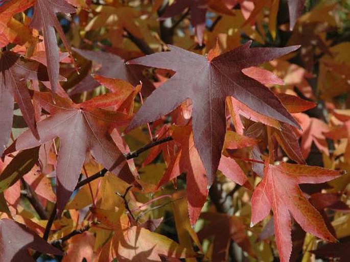 Liquidambar styraciflua