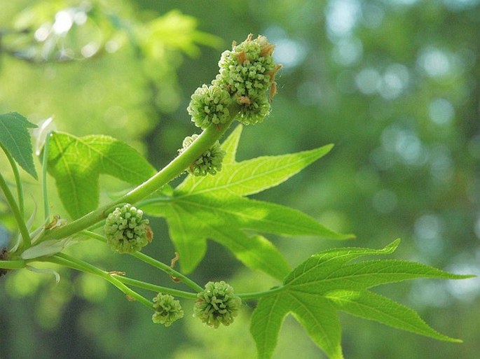 Liquidambar styraciflua