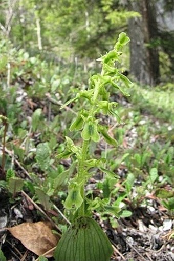 Listera borealis