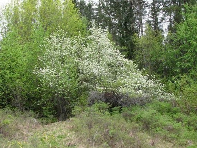 Lithospermum incisum