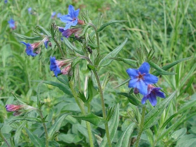 Lithospermum purpurocaeruleum