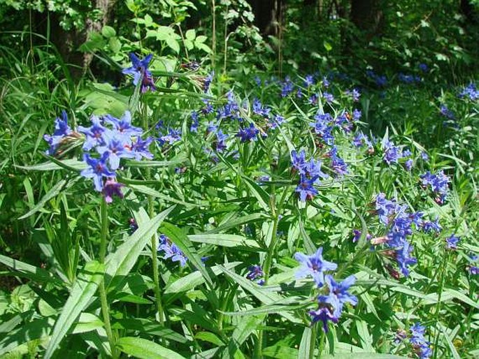 Lithospermum purpurocaeruleum