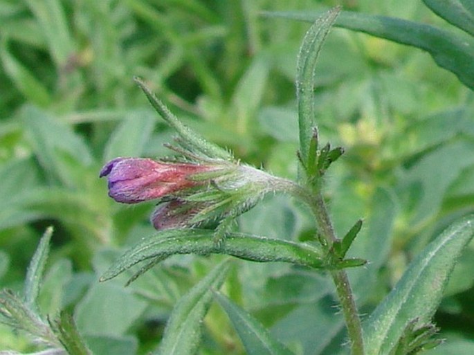 Lithospermum purpurocaeruleum