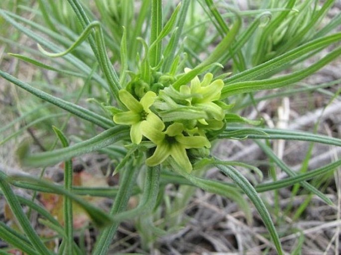 Lithospermum ruderale