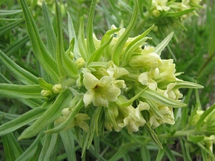 Lithospermum ruderale