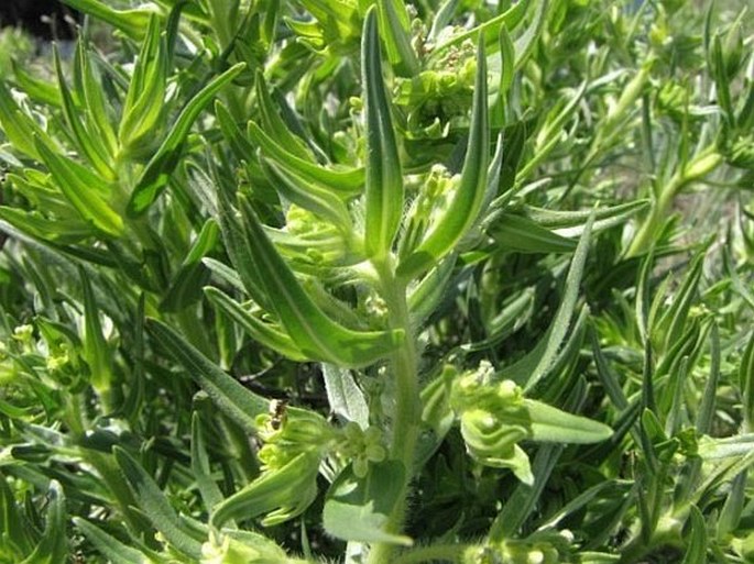 Lithospermum ruderale