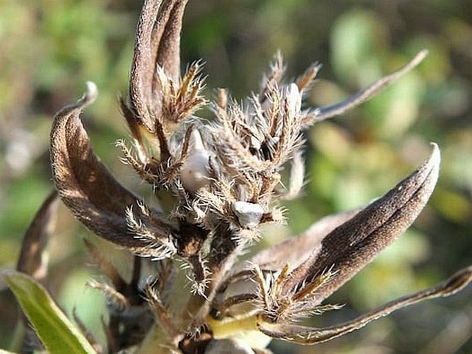 Lithospermum ruderale