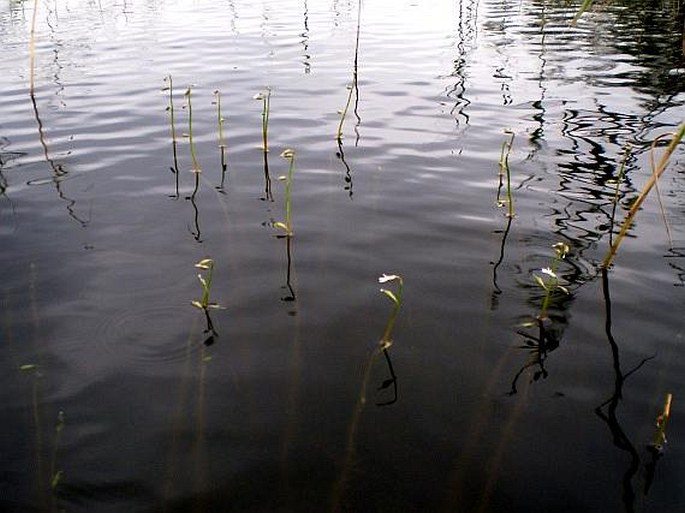 Lobelia dortmanna