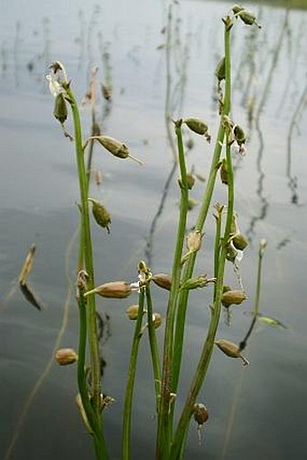 Lobelia dortmanna