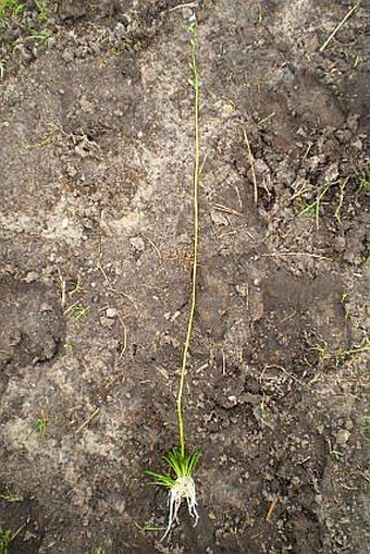 Lobelia dortmanna