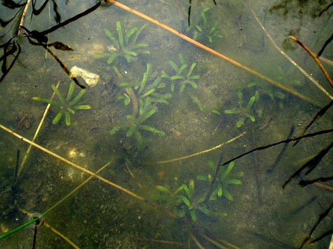 Lobelia dortmanna