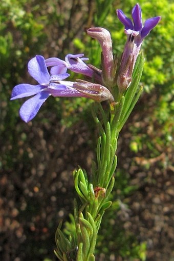 Lobelia pinifolia