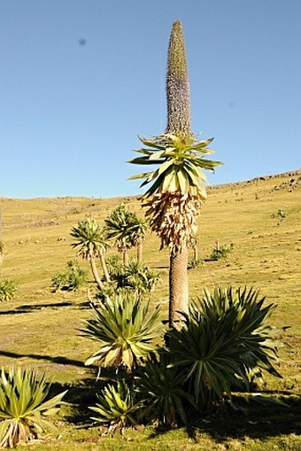 Lobelia rhynchopetalum